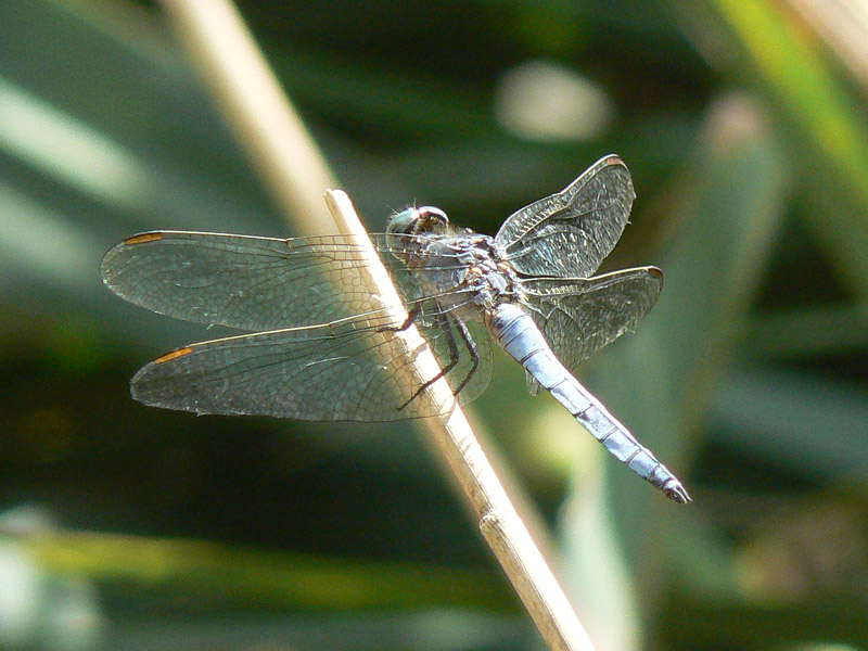 Tutti Orthetrrum coerulescens?